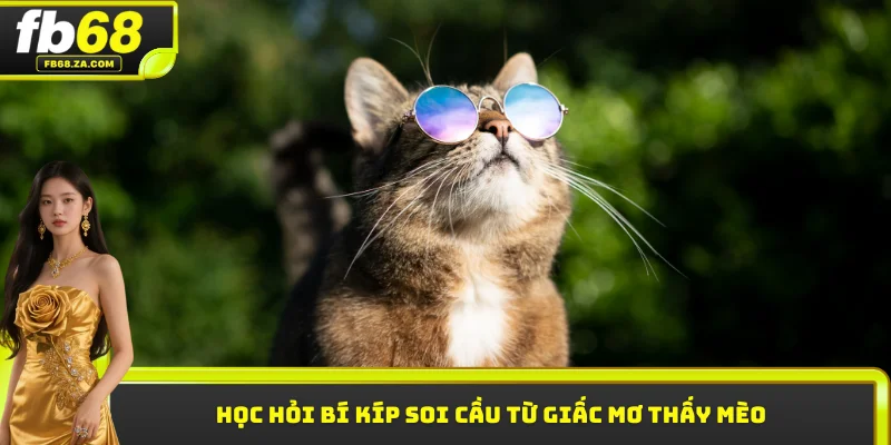 Học hỏi bí kíp soi cầu từ giấc mơ thấy mèo