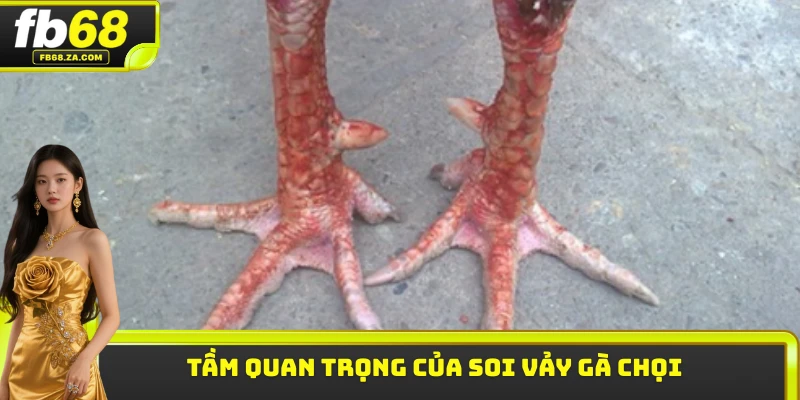 Tầm quan trọng của soi vảy gà chọi